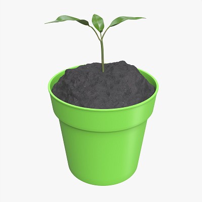 Potted plant 12