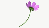 Flower Aster Cosmos bipinnatus