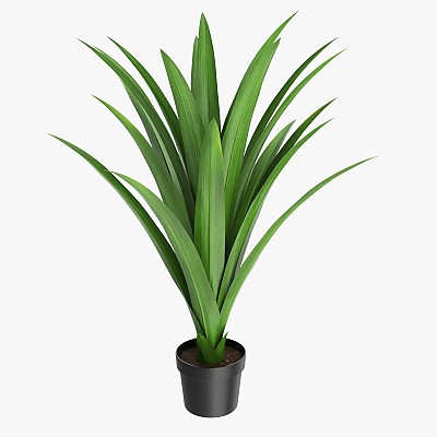 Yucca Plant in Pot