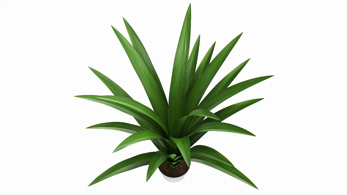 Artificial Yucca Plant in Pot