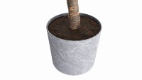 Artificial Ficus Plant in Pot