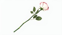 Single Beautiful Pink Rose On Ground
