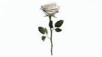 Single Beautiful White Rose