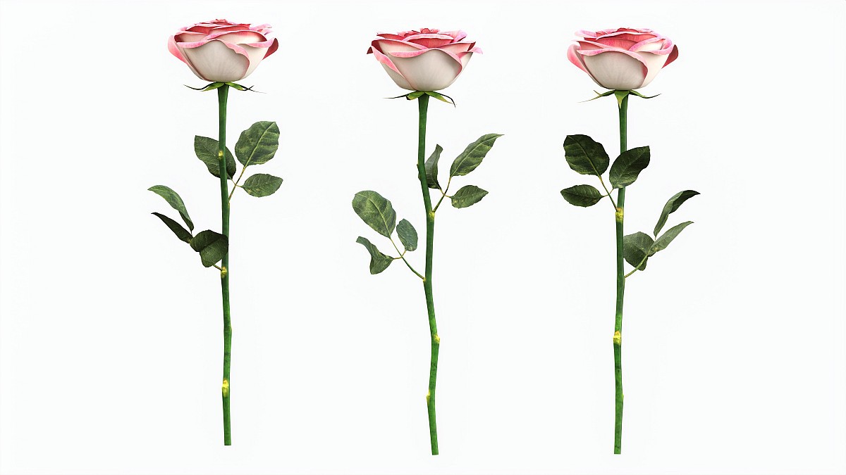Single Beautiful Pink Rose