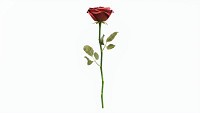 Single Beautiful Red Rose