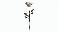 Single Beautiful White Rose