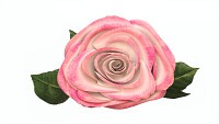 Single Beautiful Pink Rose On Ground