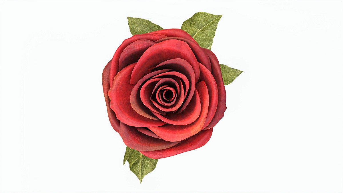Single Beautiful Red Rose