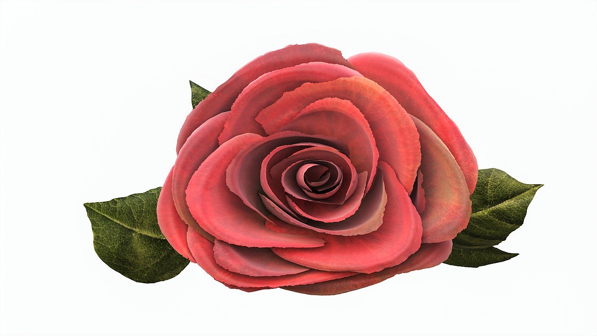 Single Beautiful Red Rose On Ground