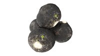 Black radish