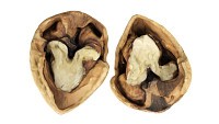 Walnut half