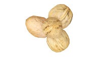 Walnut whole