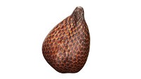 Salak Snake fruit