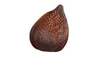 Salak Snake fruit