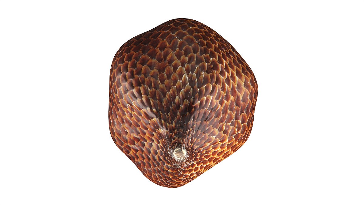 Salak Snake fruit