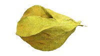 Physalis goldenberry