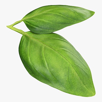 Basil leaves