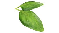 Basil leaves