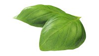 Basil leaves