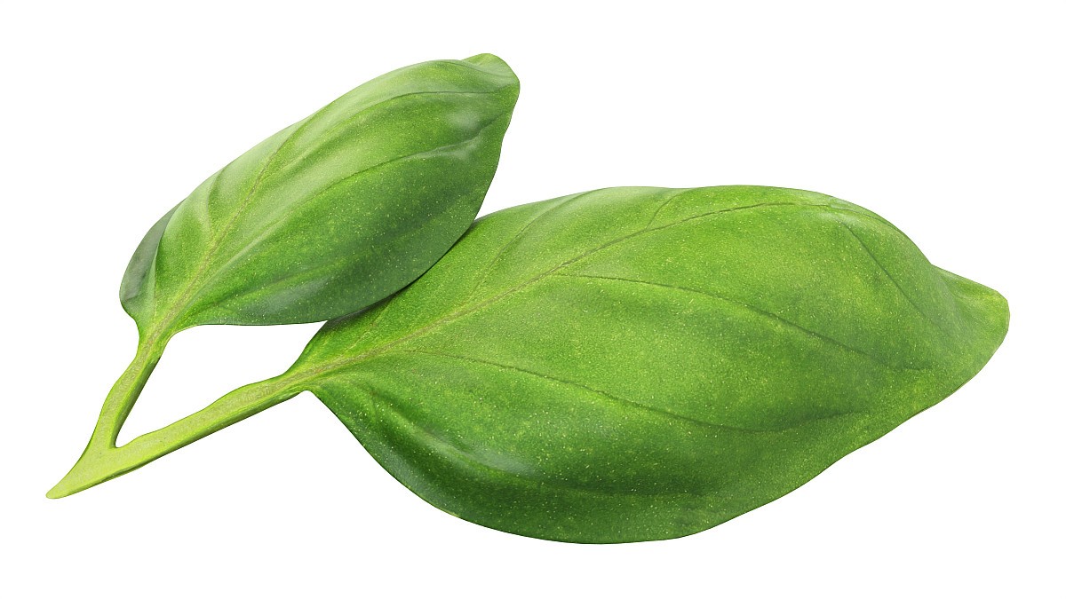 Basil leaves
