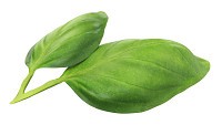 Basil leaves