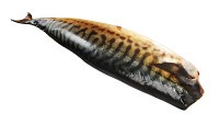 Smoked mackerel