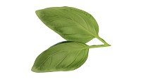 Basil leaves