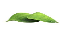 Basil leaves