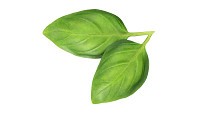 Basil leaves