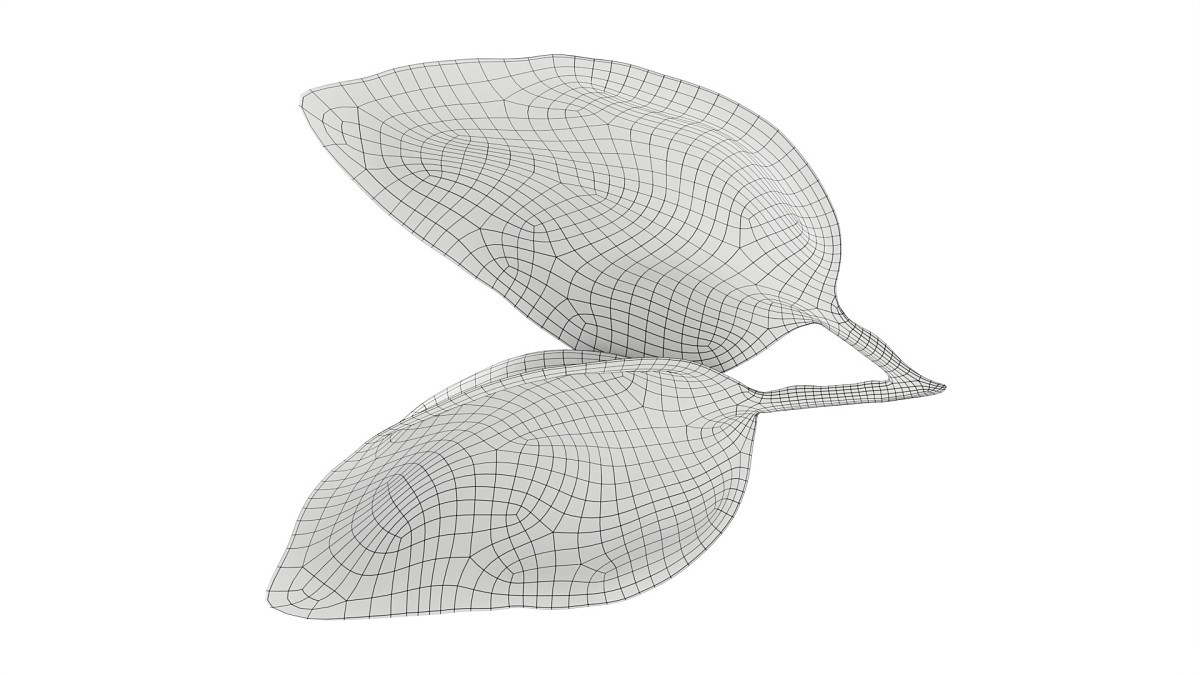 Basil leaves