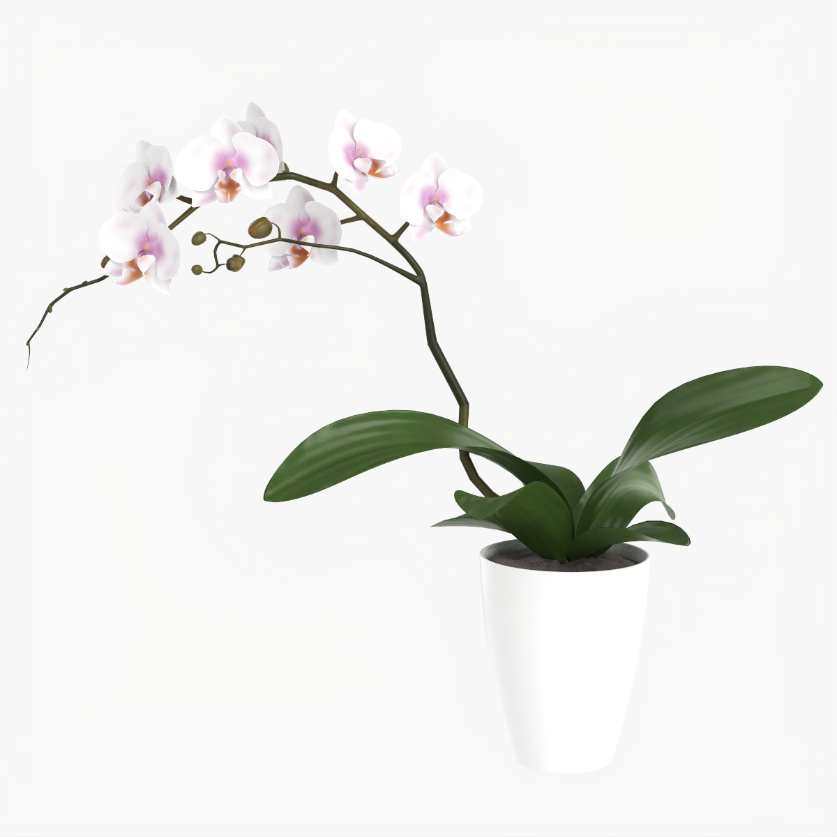 Orchid Flower In Pot PBR 3D Model