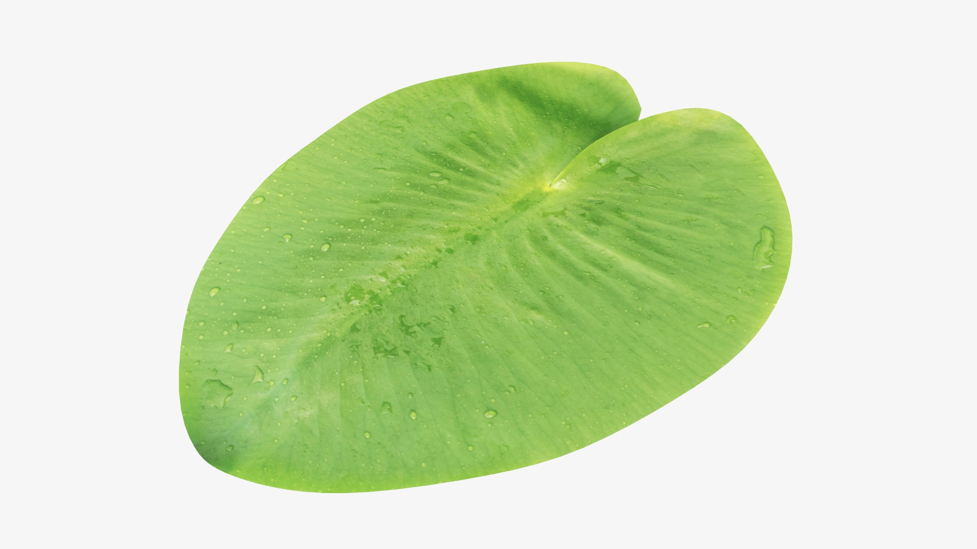 Water lily green leaf PBR 3D Model